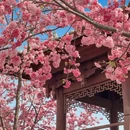 大理州旅游 缩略图 3