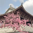 大理州旅游 缩略图 8