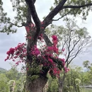 深圳旅游 缩略图 1