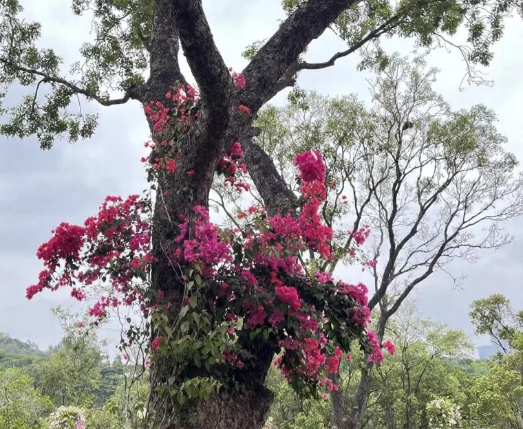 深圳旅游 1