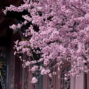 成都旅游 缩略图 13