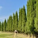 成都旅游 缩略图 7