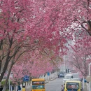 大理州旅游 缩略图 7