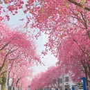 大理州旅游 缩略图 1