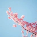 大理州旅游 缩略图 12