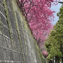 大理州旅游 缩略图 12