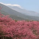 大理州旅游 缩略图 13