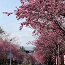 大理州旅游 缩略图 10