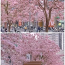 深圳旅游 缩略图 3