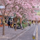 深圳旅游 缩略图 10
