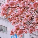 深圳旅游 缩略图 16