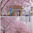 深圳旅游 缩略图 5