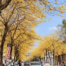 深圳旅游 缩略图 2