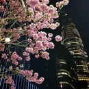 深圳旅游 缩略图 3