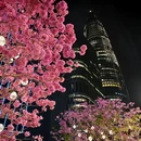 深圳旅游 缩略图 7