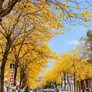 深圳旅游 缩略图 5