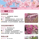 深圳旅游 缩略图 5