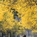 深圳旅游 缩略图 2