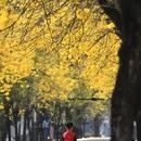 深圳旅游 缩略图 8