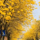 深圳旅游 缩略图 4