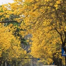 深圳旅游 缩略图 6