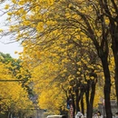 深圳旅游 缩略图 10