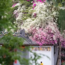 深圳旅游 缩略图 3