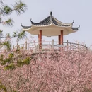 深圳旅游 缩略图 9
