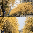 深圳旅游 缩略图 12