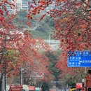 深圳旅游 缩略图 15