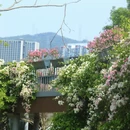 深圳旅游 缩略图 9