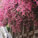 深圳旅游 缩略图 7