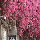深圳旅游 缩略图 13
