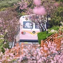 深圳旅游 缩略图 11