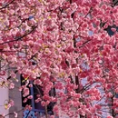 昆明旅游 缩略图 9