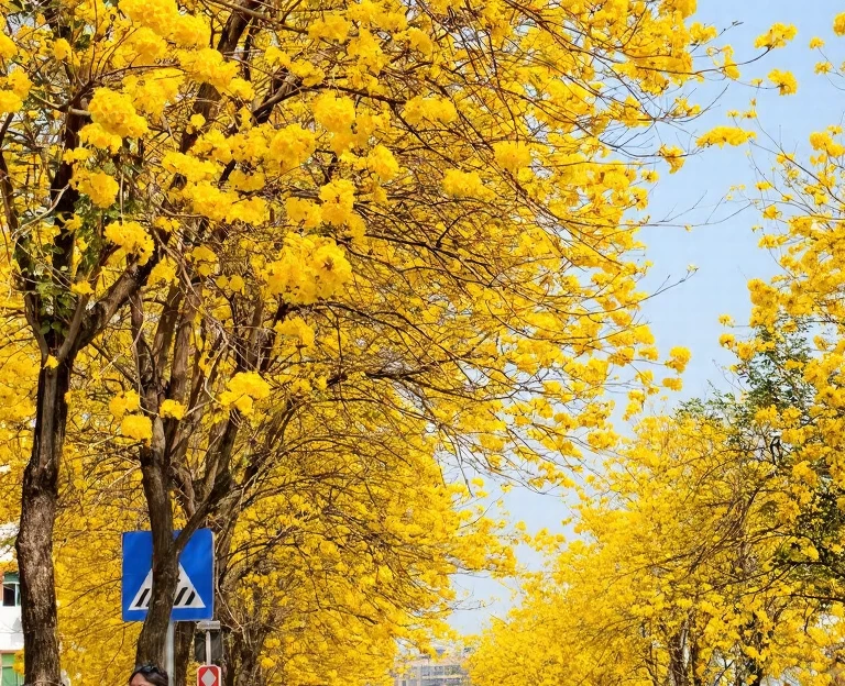 深圳旅游 1
