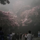 深圳旅游 缩略图 2