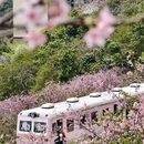 深圳旅游 缩略图 8