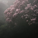 深圳旅游 缩略图 4