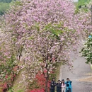 深圳旅游 缩略图 13