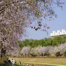 深圳旅游 缩略图 12