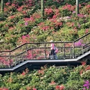 深圳旅游 缩略图 10