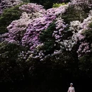 深圳旅游 缩略图 3