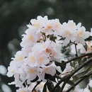 深圳旅游 缩略图 6