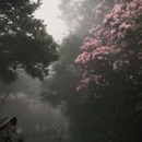 深圳旅游 缩略图 3