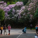深圳旅游 缩略图 1
