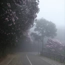深圳旅游 缩略图 12