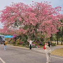 深圳旅游 缩略图 5