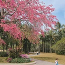 深圳旅游 缩略图 6
