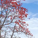 广州旅游 缩略图 9